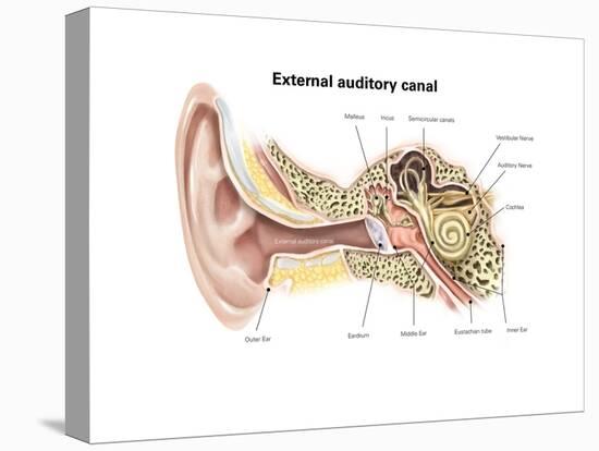 External Auditory Canal of Human Ear (With Labels)-null-Stretched Canvas