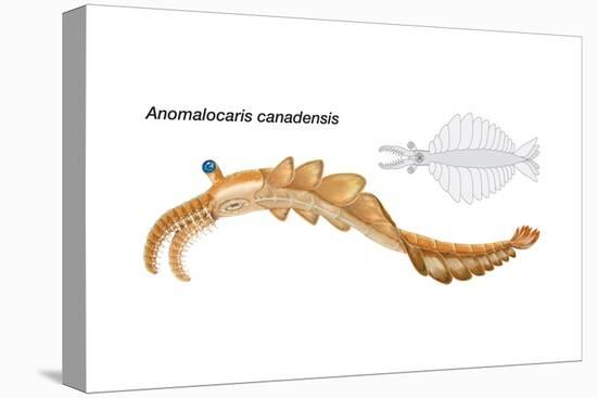 Extinct Soft-Bodied Cambrian Predator (Anomalocaris Canadensis). Arthropods, Invertebrates-Encyclopaedia Britannica-Stretched Canvas