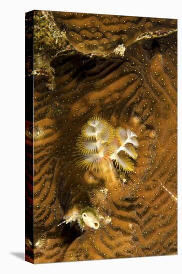 Extreme Close-Up of a Christmas Tree Worm, Curacao-Stocktrek Images-Premier Image Canvas