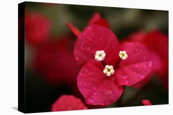 Extreme Close-Up On A Bougainvillea-PaulCowan-Premier Image Canvas