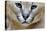 Extreme Close-Up Portrait Of A Caracal Cat-Karine Aigner-Premier Image Canvas