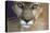 Extreme Closeup Of A Mountain Lion-Karine Aigner-Premier Image Canvas