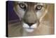 Extreme Closeup Of A Mountain Lion-Karine Aigner-Premier Image Canvas