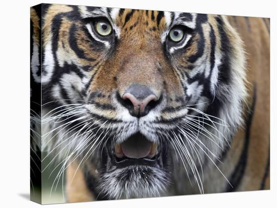 Extreme Closeup Portrait of a Male Sumatran Tiger.-Karine Aigner-Premier Image Canvas