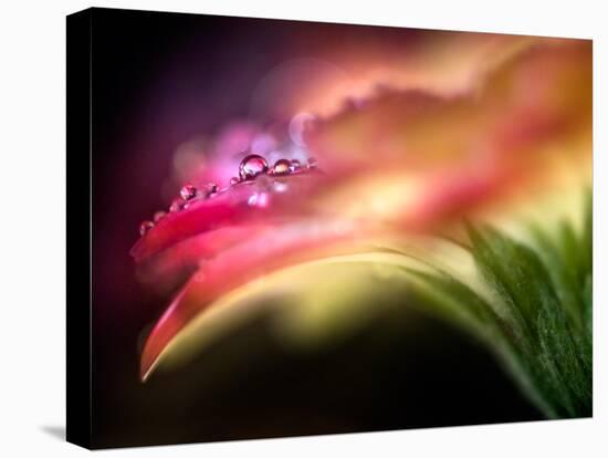 Extreme Dew-Ursula Abresch-Premier Image Canvas