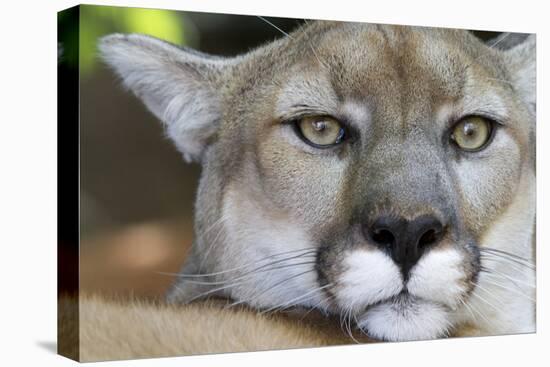 Extreme Portrait Of A Mountain Lion Cat-Karine Aigner-Premier Image Canvas