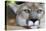 Extreme Portrait Of A Mountain Lion Cat-Karine Aigner-Premier Image Canvas