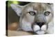 Extreme Portrait Of A Mountain Lion Cat-Karine Aigner-Premier Image Canvas