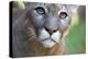 Extreme Portrait Of A Mountain Lion Cat-Karine Aigner-Premier Image Canvas