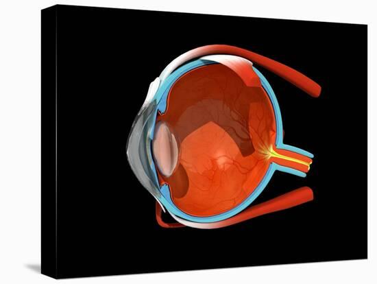 Eye Anatomy-Jose Antonio-Premier Image Canvas