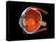 Eye Anatomy-Jose Antonio-Premier Image Canvas