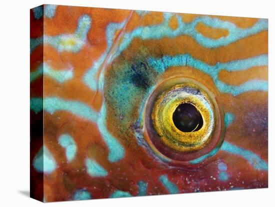 Eye of a Corkwing Wrasse-null-Premier Image Canvas