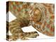 Eye of a Tokay Gecko-Martin Harvey-Premier Image Canvas