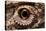 Eye of an Inland Bearded Dragon-Paul Souders-Premier Image Canvas