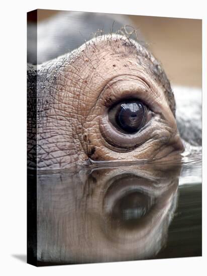 Eye of Hippo at Season Opening of Zoom Erlebniswelt Adventure Park in Gelsenkirchen, Germany-null-Premier Image Canvas