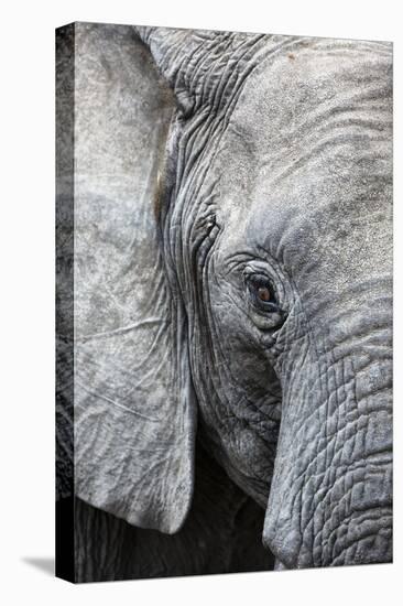 Eye of the African elephant, Serengeti National Park, Tanzania, East Africa, Africa-Ashley Morgan-Premier Image Canvas