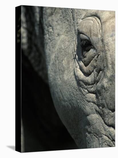 Eye of White Rhinoceros, Lake Nakuru National Park, Kenya-Paul Souders-Premier Image Canvas