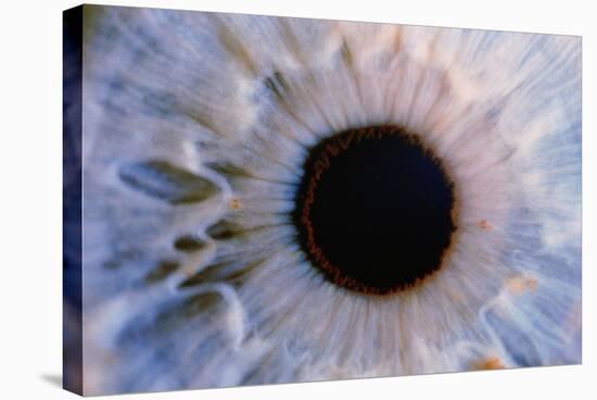 Eye-Martin Dohrn-Premier Image Canvas