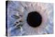 Eye-Martin Dohrn-Premier Image Canvas