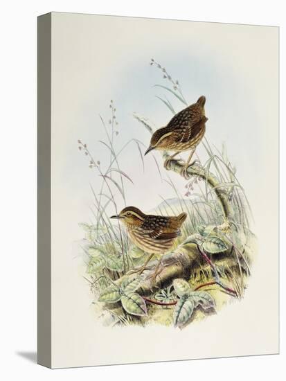 Eyebrowed Wren-Babbler (Napothera Epilepidota)-John Gould-Premier Image Canvas