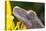Eyelash Gecko (Captive), San Luis Obispo, California-Rob Sheppard-Premier Image Canvas