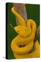 Eyelash Palm-pitviper coiled in strike pose with tongue out-John Cancalosi-Premier Image Canvas