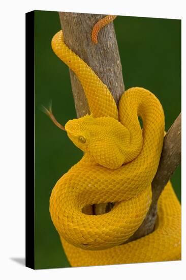 Eyelash Palm-pitviper coiled in strike pose with tongue out-John Cancalosi-Premier Image Canvas