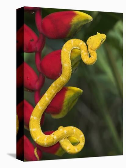 Eyelash Viper Snake on Heliconia Flower-Papilio-Premier Image Canvas