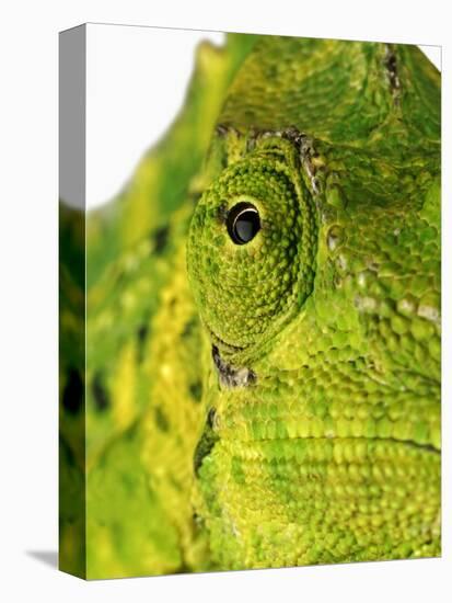 Eyes of a Meller's Chameleon-Martin Harvey-Premier Image Canvas