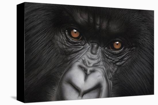 Eyes of Virunga: Mountain Gorilla-Charles Alexander-Stretched Canvas