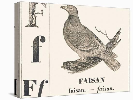 F for Pheasant, 1850 (Engraving)-Louis Simon (1810-1870) Lassalle-Premier Image Canvas