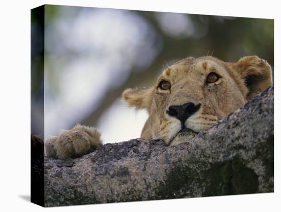 Face of African Lioness in Tree-Joe McDonald-Premier Image Canvas