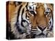 Face of Bengal Tiger-W. Perry Conway-Premier Image Canvas