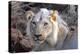 Face of Feeding Lion, Meru, Kenya-Kymri Wilt-Premier Image Canvas