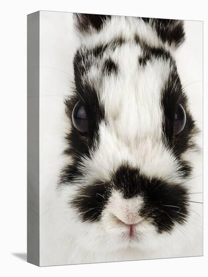 Face of Jersey Wooly Rabbit-Martin Harvey-Premier Image Canvas