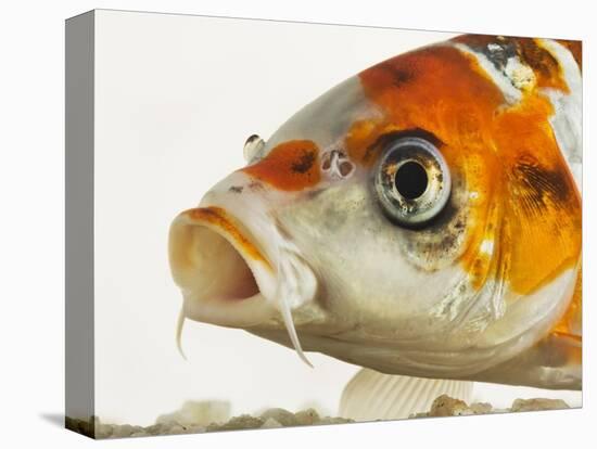 Face of koi fish-Martin Harvey-Premier Image Canvas