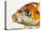 Face of koi fish-Martin Harvey-Premier Image Canvas