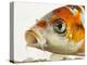 Face of koi fish-Martin Harvey-Premier Image Canvas