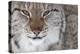 Face Portrait Of A European Lynx (Lynx Lynx), Captive, Norway, February-Edwin Giesbers-Premier Image Canvas