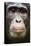 Face portrait of male Eastern chimpanzee, Uganda-Eric Baccega-Premier Image Canvas