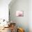 Fade to Pink-Doug Chinnery-Premier Image Canvas displayed on a wall