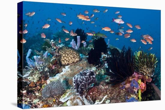 Fairy Basslets Over a Reef-Matthew Oldfield-Premier Image Canvas