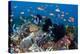 Fairy Basslets Over a Reef-Matthew Oldfield-Premier Image Canvas