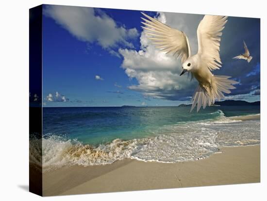 Fairy Tern at Cousine Island Beach-Martin Harvey-Premier Image Canvas