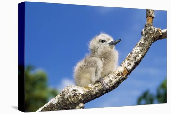 Fairy Tern Chick on Branch-null-Premier Image Canvas