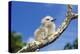 Fairy Tern Chick on Branch-null-Premier Image Canvas