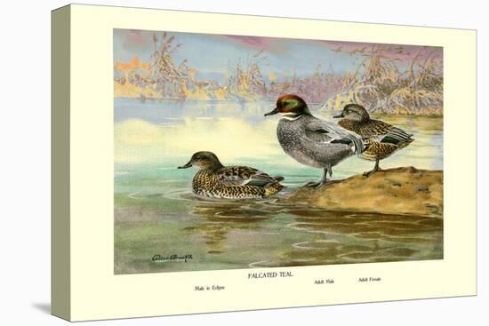 Falcated Teal Ducks-Allan Brooks-Stretched Canvas