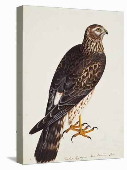 Falco Pygargus, Hen-Harrier, Fem-Christopher Atkinson-Premier Image Canvas