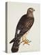Falco Pygargus, Hen-Harrier, Fem-Christopher Atkinson-Premier Image Canvas