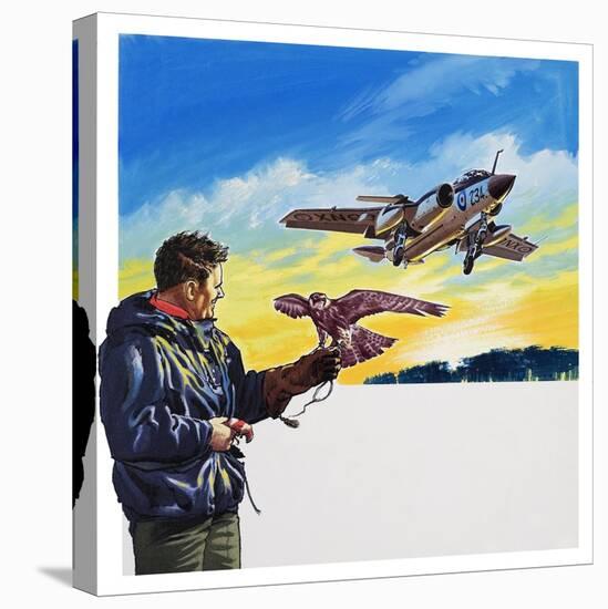 Falcon Flight-Wilf Hardy-Premier Image Canvas